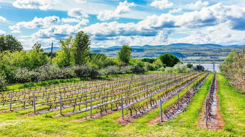 Chapelle Ste Agnes Vineyard